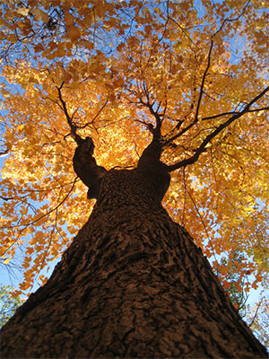 Autumn tree