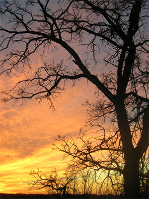 Winter tree at sunset